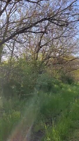 The video shows a grassy area with trees and bushes. The sun shines through the branches of the trees. There are no people or animals visible.