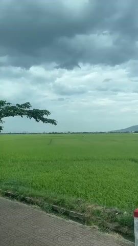 The video shows a panoramic view of a vast, bright green rice paddy field stretching to the horizon under a dramatic, overcast sky. Dark, heavy clouds dominate the upper portion of the frame, creating a somber mood, while the lower sky is lighter. On the left side of the image, the branches of a leafy tree extend into the frame, partially obscuring the view of the field. A paved path, made of red and gray interlocking bricks, runs along the bottom edge of the frame. To the right of the path, a narrow ditch with some vegetation is visible, and a white concrete marker with a red top stands near the edge of the field. The field itself appears flat and uniform, with subtle variations in the landscape suggesting gentle undulations or irrigation channels. In the far distance, a line of hills or mountains can be seen, softened by the atmospheric haze. There are no people or animals clearly visible in the scene. The overall impression is one of a rural, agricultural landscape, possibly on the verge of rain.