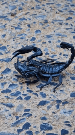 Scorpions, durians, and roadside shrines on Ko Samui