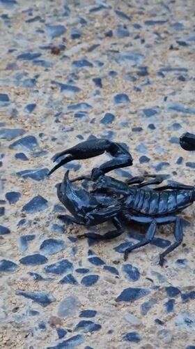 Scorpions, durians, and roadside shrines on Ko Samui