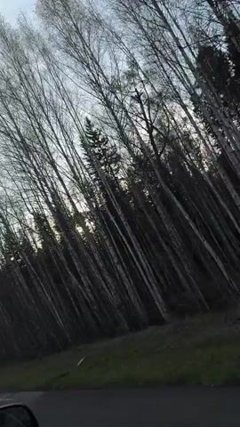 The video depicts a view from inside a moving vehicle.  The scene observed from the car includes a densely-packed forest, with tall, thin trees.  The trees are mostly bare, with no leaves, but there are also some evergreen trees in the mix. The sky is visible through the trees, with sunlight filtering through.  The focus of the camera is on the forest, and the road is only visible as a narrow strip at the bottom of the frame.  The camera is tilted, causing the trees to appear to lean diagonally across the shot.  The overall mood is somewhat dark, owing to the bare trees and the lighting.  The vehicle is moving at a moderate speed.