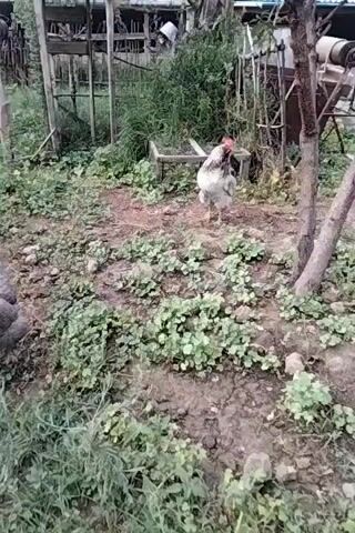 The video shows a rooster in a yard. The rooster is white and black with a red comb on its head. It is standing in the middle of a patch of green plants, with a tree trunk in the foreground. In the background, there is a wooden structure, some tools, and other debris. The ground is covered in dirt and patches of vegetation. The rooster is looking towards the right side of the frame. The video is shaky and the focus is not perfect.