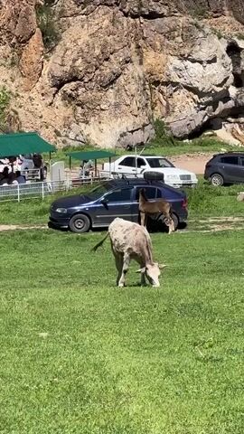 A herd of domestic animals grazes in a grassy field. One of the animals, a spotted cow, is in the foreground, bending its head to eat. Behind it, a brown animal, possibly a goat or a deer, stands on the roof of a dark blue car. The animal appears to be reaching for something on top of the car. In the background, several cars are parked, and people are seen sitting under green awnings. A rocky cliff face rises behind the parked cars. The scene appears to be a park or a roadside attraction.