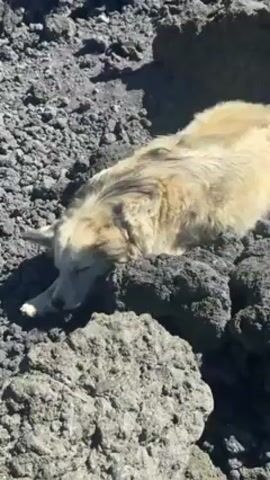 The video shows a light-colored dog resting on volcanic rock, then pans up to reveal a group of people gathered on a rocky hillside with a large, conical mountain in the background under a clear, blue sky. The dog is lying down on the dark grey, porous rock. The mountain is dark at the base and lighter towards the peak. The group of people appear to be tourists or hikers, some standing and some sitting. The overall scene suggests a volcanic landscape.