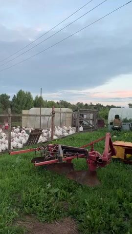 The video shows an outdoor scene at dusk. In the foreground, there is a red and rusty plow. Behind the plow, a large flock of white turkeys are gathered in an enclosure. There are several greenhouses visible in the background, and a wooden structure that appears to be a shed or coop. A person, wearing a brown jacket and dark pants, is seated on a blue cart or trailer filled with various items. A large dog is standing near the person. The sky is cloudy with hints of pink and orange from the setting sun. The overall environment suggests a rural farm or homestead.