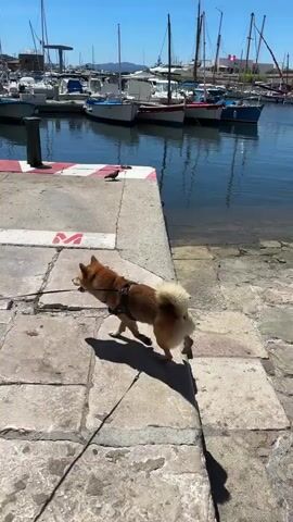 A small, tan and white dog on a leash is being walked by a person wearing a blue backpack. They are on a cobblestone path next to a harbor filled with boats. A bird is visible on the edge of the dock. The sky is clear and blue.