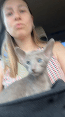 Woman holds grey kitten in Tomilino, Russia