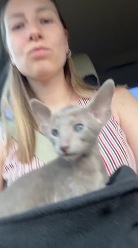 Woman holds grey kitten in Tomilino, Russia