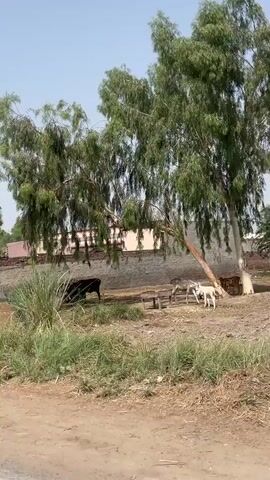 The video captures a rural outdoor scene on a sunny day. A dirt path runs through the foreground. To the left of the path, two cows are visible: one with black and white markings, and another predominantly black. Further into the background, a light-colored building with a reddish roof or trim is partially obscured by trees and a low wall. Tall, leafy trees with green foliage dominate the mid-ground and background, one of which has a large, bent branch extending low over the scene. To the right, beneath one of the trees, two white animals, possibly calves or goats, are standing. The camera slightly pans across the scene.