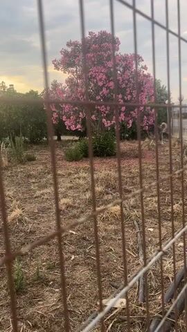 The video shows a rural outdoor scene viewed through a wire fence. In the foreground, the fence is prominent, with dry grass and some scattered debris on the ground. Behind the fence, a large tree with pink flowers is visible, surrounded by green bushes and more dry vegetation. Two dogs, appearing to be of a large breed, are present in the middle ground. One dog is walking, and the other is in a more stationary position. In the background, there are more trees and bushes, and a house or building is visible in the distance. The sky is overcast with some visible sunlight breaking through, suggesting either dawn or dusk. The overall environment appears to be a yard or field.