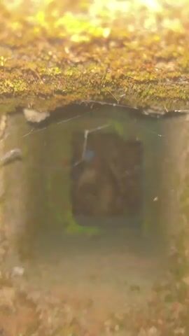 A close-up, top-down view displays a square-shaped opening in a weathered, moss-covered concrete or stone surface. The interior of the opening is dark and contains some dry leaves, small twigs, and debris. A faint spiderweb stretches across a portion of the opening. The surrounding surface is uneven, with patches of green moss and brown dirt. The camera exhibits slight movement and focus adjustments during the recording.