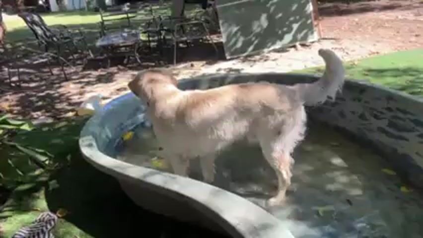 A golden retriever stands in a light-green kiddie pool outdoors. The dog is wet and appears to be cooling off. The pool has a small amount of water in it and a few yellow leaves. Behind the pool, there is a patch of artificial turf, a patio set with chairs and a table, and some foliage.  The camera angle is from the side, slightly above the pool.