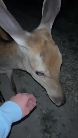 A person's hand wearing a light blue hoodie reaches towards a deer's face. The deer has large ears and is looking down towards the hand, appearing to be eating or sniffing it. The background is dark and appears to be outdoors, with gravelly ground and some blurred greenery. The video is shaky and the focus shifts between the hand and the deer.