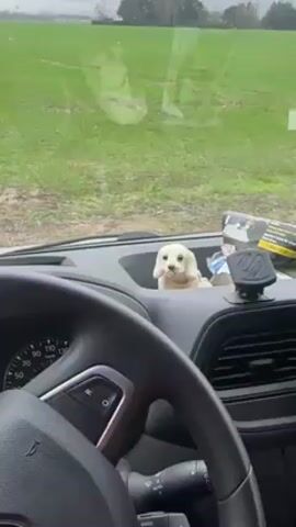 A vehicle dashboard is shown with a small, white, dog-shaped figurine perched in a recessed area. The figurine has black eyes and nose. The vehicle's steering wheel is visible in the foreground. Through the windshield, a grassy field and trees can be seen under an overcast sky. The camera zooms in on the figurine.