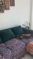 Tabby cat lounges on colorful couch in Argentina home
