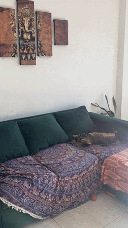 Tabby cat lounges on colorful couch in Argentina home