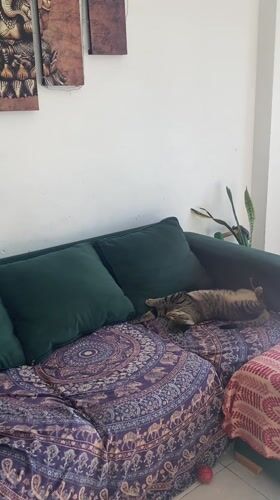 Tabby cat lounges on colorful couch in Argentina home