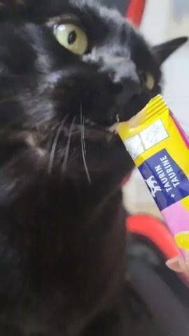 A close-up shot depicts a black cat greedily eating a treat from a yellow and pink tube labeled "Taurine." The cat's face fills most of the frame, showcasing its green-yellow eyes and the texture of its fur. The tube is held by a person, visible by their hand with sparkling nail polish. A red-and-black gaming chair is partially visible in the background. The cat's mouth is open, revealing its teeth as it licks the treat from the tube.