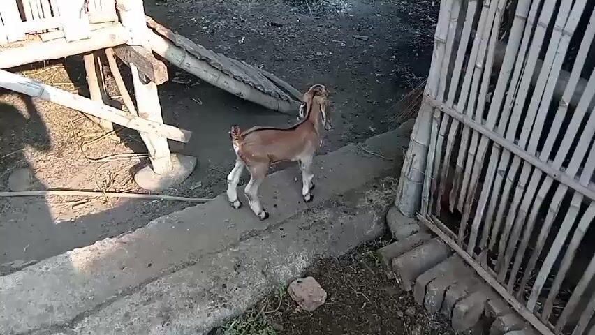 A young goat with light brown fur stands on a dirt path next to a concrete ledge. The goat faces away from the camera. To the left of the goat is a wooden structure with bamboo poles. To the right of the goat is a fence made of bamboo. The ground is covered in dirt and some sparse vegetation. The scene appears to be outdoors in a rural or farm setting.