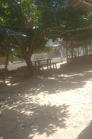 Rural morning scenes captured: chickens, buildings, outdoor furniture