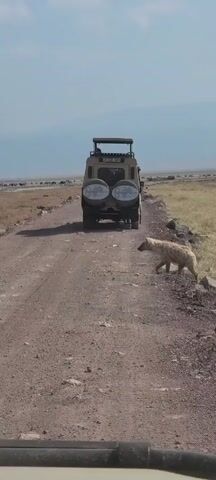The video shows a hyena walking on a dirt road. The hyena is light brown with dark spots and has a distinctive sloping back. In the background, there is a safari vehicle parked on the road. Beyond the vehicle, there is a vast plain with a body of water in the distance. Several animals, possibly zebras or wildebeests, can be seen grazing on the plain. The sky is blue with a few scattered clouds. The overall environment appears to be a savannah or grassland setting.