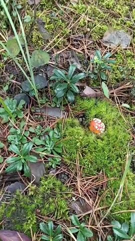 A close-up video shows a single fly agaric mushroom with a bright red cap and white spots nestled in a vibrant green moss bed. The mushroom is small and appears to be in its early stages of growth, with its cap still somewhat rounded. The surrounding environment is a forest floor, with fallen pine needles and various small green plants visible. The camera slowly zooms in on the mushroom, highlighting its distinct appearance against the moss.