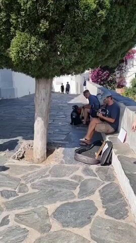 The video begins with a full shot of a tree casting a shadow on a cobblestone path. Two people are sitting on a stone ledge under the tree, one playing a guitar and the other holding a dog on a leash. A third person, wearing a blue t-shirt and red shorts, walks into the frame from the left and approaches the guitar player. The dog, a black poodle or similar breed, stands between the two seated individuals, looking to its left. In the background, a narrow cobblestone street slopes upwards, with a few people walking away from the camera. White buildings with pink flowers are visible on either side of the street. The camera then zooms in slightly, focusing on the guitar player and the dog. The person in red shorts is now holding a white cloth and appears to be wiping their hands. The dog shifts its weight and looks towards the person holding the cloth. The scene appears to be outdoors on a sunny day, possibly in a European town.