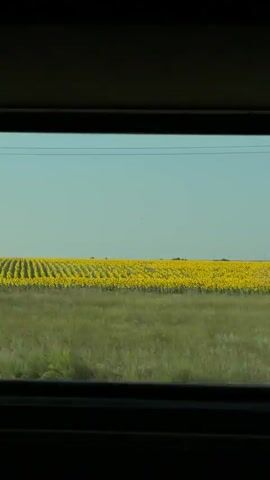 The video shows a view through a window of a vast field of sunflowers under a clear blue sky. The sunflowers are planted in neat rows, creating a vibrant yellow expanse. In the foreground, there is a grassy field. A lone tree appears briefly in the middle ground. The perspective suggests the video is taken from a moving vehicle. The overall impression is one of rural landscape and agriculture.