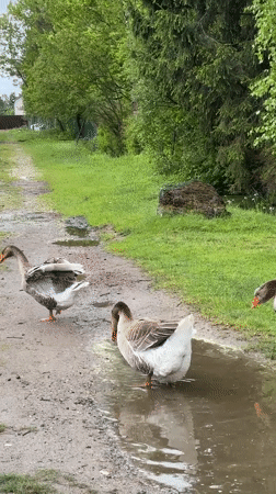 Three geese drink from muddy puddle in rural Russia