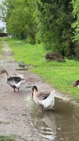 Three geese are in a rural, overcast setting. One goose stands in a muddy puddle, dipping its head and neck into the water as if drinking or cleaning. The second goose is on the muddy path nearby, looking down at the ground. The third goose is also near the puddle, eating grass on the edge. The area around the puddle and path is a mix of mud, dirt, and some grass. The path is lined with green trees and foliage on both sides, creating a natural corridor. A house is visible in the distance.