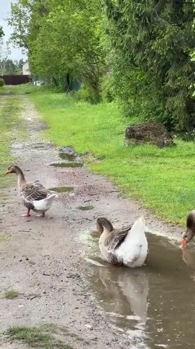 Three geese drink from muddy puddle in rural Russia