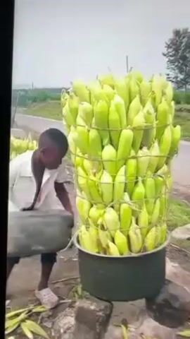 A young man carries a gray container past an enormous stack of corn in green husks, tied into a column with wire. The column of corn sits in a large plastic pot on a stone. More of the corn columns are nearby, and people walk along a road in the background.