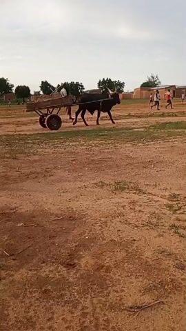 A bull is pulling a cart. The cart has two wheels and is loaded with what appears to be dirt or sand. A person is sitting in the cart. The scene takes place outdoors on a dirt and grass field. In the background, there are buildings and several people, including some children, who appear to be playing. The sky is overcast.