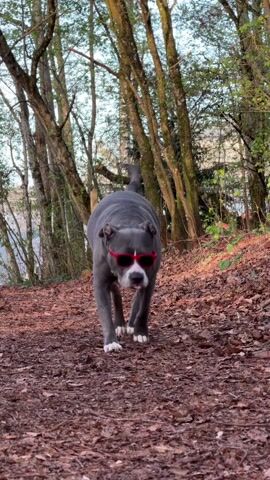 The video shows a gray and white pit bull wearing red sunglasses walking toward the camera on a path covered in brown leaves. The dog's tail is wagging. The path is surrounded by trees and some green foliage, with a glimpse of a body of water visible in the background. The camera zooms in on the dog's face as it approaches.