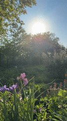 Spring garden blooms documented in Generalovo, Bulgaria