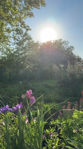 Spring garden blooms documented in Generalovo, Bulgaria