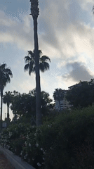 Cats rule the rocky Yenişehir seafront on a calm afternoon