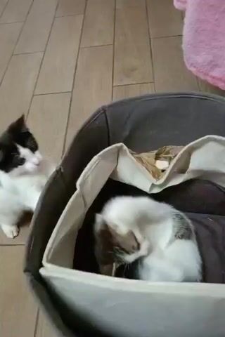 In a domestic setting, two kittens are captured in a playful interaction. One kitten, primarily black and white with distinct markings, is positioned to the left of a cat bed. It appears alert and observant. The other kitten, a mix of white and tabby, is nestled inside the cat bed, initially appearing to be asleep.

The activity begins with the black and white kitten looking towards the cat bed. The tabby kitten then stirs, raising a paw and stretching playfully, its front legs reaching out of the bed. This brief moment of animation suggests a playful waking or an invitation to engage. Following this, the tabby kitten settles back down, tucking its head, and the black and white kitten continues to watch. The scene repeats with the tabby kitten once again extending a paw, seemingly engaging in playful swatting or stretching.

The setting is a room with a wooden floor, laid in planks. A textured, dark grey cat bed with a lighter inner lining is the focal point. A hint of a pink, fuzzy blanket or textile is visible in the upper right corner of the frame, suggesting a comfortable living space. The lighting appears to be indoor ambient light, with no strong indications of time of day or weather conditions. The overall mood conveyed is one of gentle playfulness and domestic comfort, typical of young cats. No visible text is present in the media.