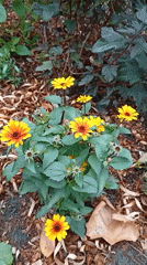 Late-summer garden in Holm, flowers and tomatoes in bloom