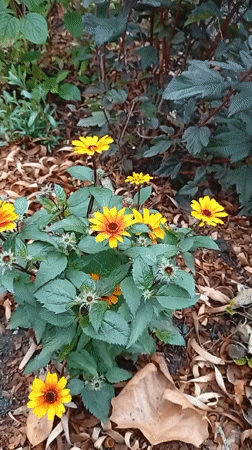 Late-summer garden in Holm, flowers and tomatoes in bloom