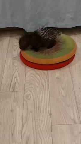 The video shows a porcupine on a circular mat shaped like a kiwi. The mat is on a wooden floor. A blue curtain is visible in the background. The porcupine is dark brown with white quills. It is lying down on the mat. The video is a short loop.