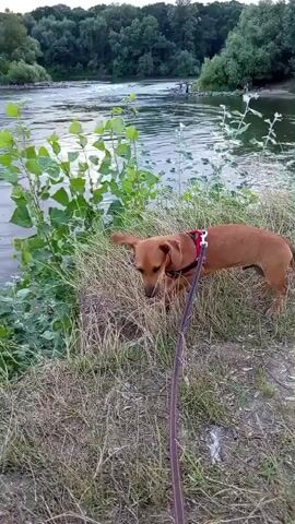 The video shows a medium-sized, light brown dog with a red harness walking on a grassy path next to a body of water. The dog is on a leash and appears to be sniffing the ground and the grass. The water is calm and appears to be a river or lake. Trees and vegetation line the opposite bank of the water. The lighting suggests it is either early morning or late evening. There are no people clearly visible in the immediate vicinity of the dog.