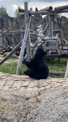 Zoo visit in Izhevsk featuring bears, walrus, and interactive sculptures