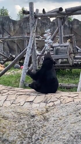 Zoo visit in Izhevsk featuring bears, walrus, and interactive sculptures
