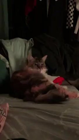 A video begins with a cat sitting on a bed. The bedspread is patterned and gray. Behind the cat are clothes piled on the bed and in a closet, including black, white, green, red, and light blue fabrics. The cat has a mix of brown, gray, pink, and white fur. The camera then abruptly pans to the left, showing a pink wall. Finally, the camera focuses on a phone screen, which is displaying an abstract image. The video is of low quality and shaky.