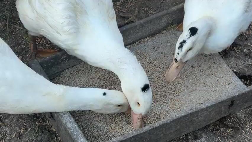 A group of white ducks with black markings on their heads are gathered around a wooden trough filled with birdseed. They are pecking at the seed with their beaks. A white chicken with a red comb is also in the trough, eating the seed alongside the ducks. The ground around the trough appears to be dirt with some scattered debris. The lighting suggests it is daytime, outdoors.