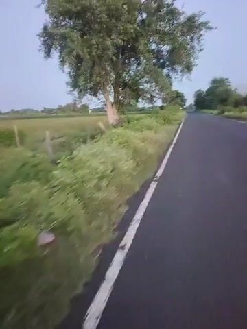 The video shows a view from a vehicle driving on a paved road with a white line marking the side. On the left side of the road, there is a field of green crops and a tree with dense foliage. On the right side of the road, there are more trees and vegetation. The sky is overcast, suggesting it may be early morning or late evening. The vehicle appears to be moving at a moderate speed.