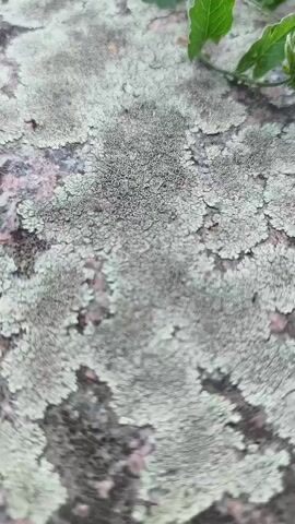 The close-up, vertical video displays a textured surface covered in lichen. The lichen appears in various shades of gray and pale green, forming intricate, circular patterns. Some areas of the underlying surface, which seems to be stone, show pinkish and darker hues. In the upper right corner of the frame, a few green leaves and stems are visible, suggesting the presence of a plant growing nearby. The lighting appears natural, hinting at daylight, and the focus is soft, creating a slightly blurred effect that emphasizes the textures. The overall impression is one of natural detail and organic growth on a weathered surface, possibly in an outdoor setting. No people, text, or specific events are identifiable. The context provided, Sokolivske, Ukraine, suggests a potential natural landscape in that region.