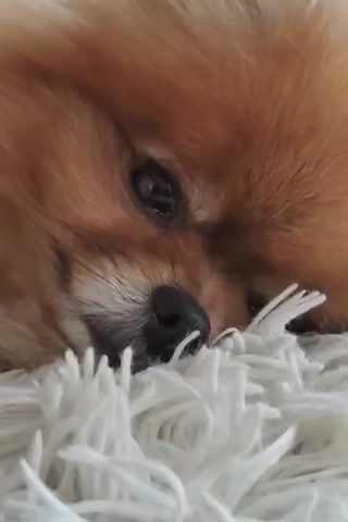 A close-up shot of a light brown Pomeranian dog sleeping on a white fluffy rug. The dog's head is resting on the rug, with its eyes closed and its nose slightly twitching. The fur around its face is soft and fluffy, and its ears are partially visible. The lighting is soft and natural, creating a peaceful and serene atmosphere.