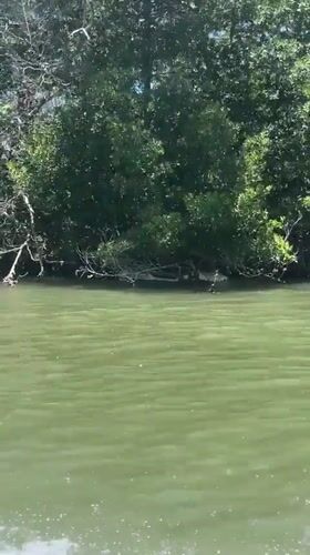 Venezuelan waterways documented during afternoon boat journey near La Restinga